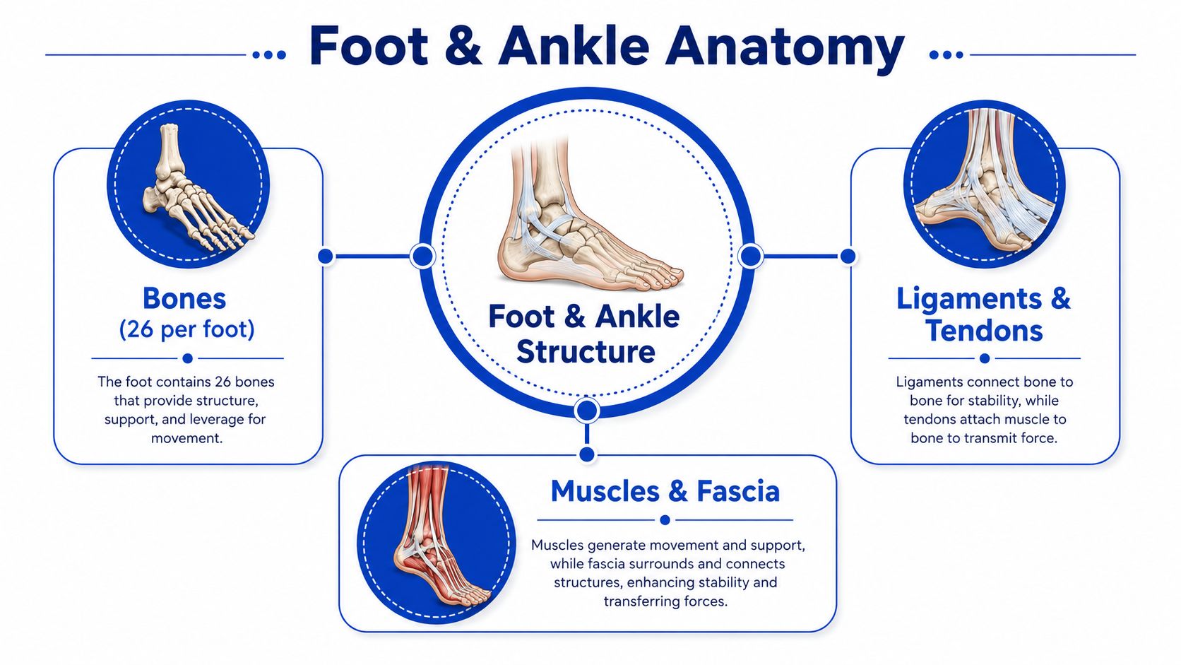 An educational diagram illustrating the anatomy of the human foot, focusing on bones, ligaments, tendons, and muscles.